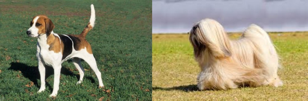 Lhasa Apso vs English Foxhound - Breed Comparison
