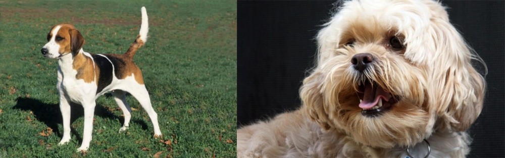 Lhasapoo vs English Foxhound - Breed Comparison