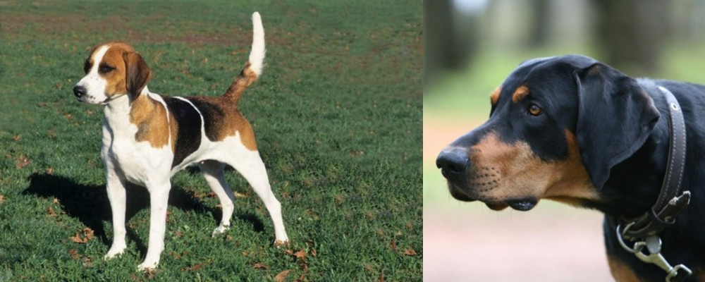 Lithuanian Hound vs English Foxhound - Breed Comparison
