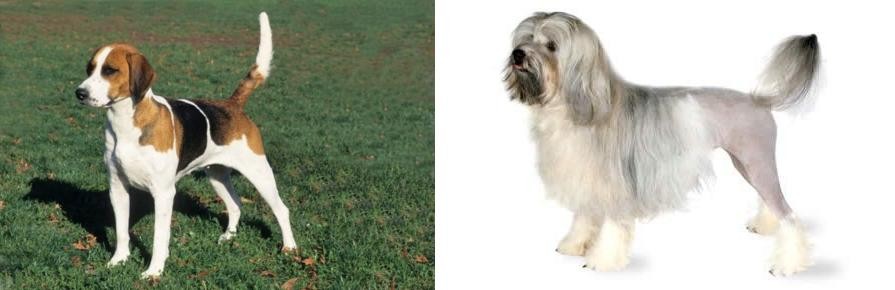Lowchen vs English Foxhound - Breed Comparison