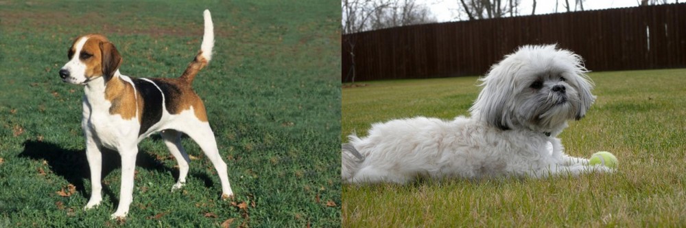 Mal-Shi vs English Foxhound - Breed Comparison