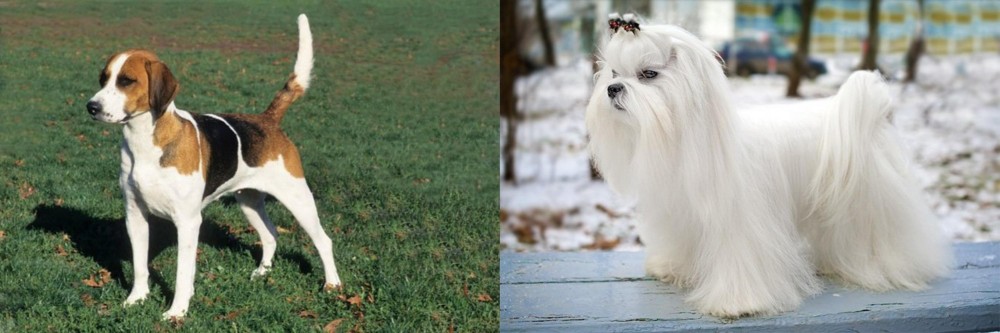 Maltese vs English Foxhound - Breed Comparison