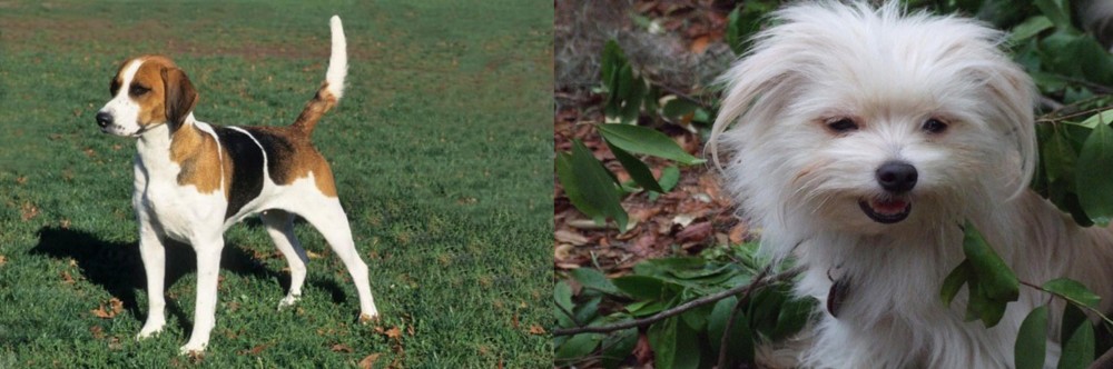 Malti-Pom vs English Foxhound - Breed Comparison