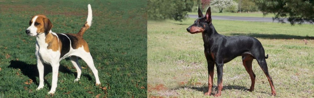 Manchester Terrier vs English Foxhound - Breed Comparison
