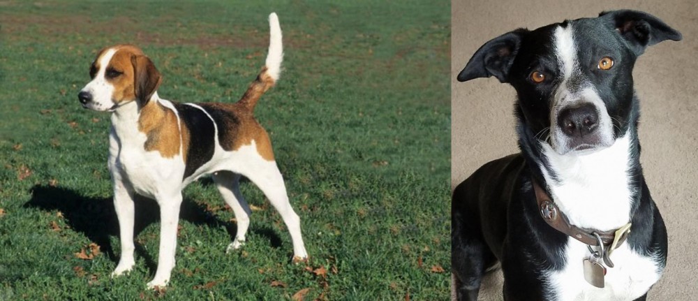 McNab vs English Foxhound - Breed Comparison