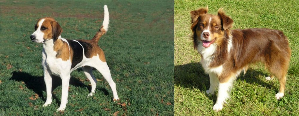 Miniature Australian Shepherd vs English Foxhound - Breed Comparison