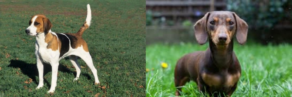 Miniature Dachshund vs English Foxhound - Breed Comparison