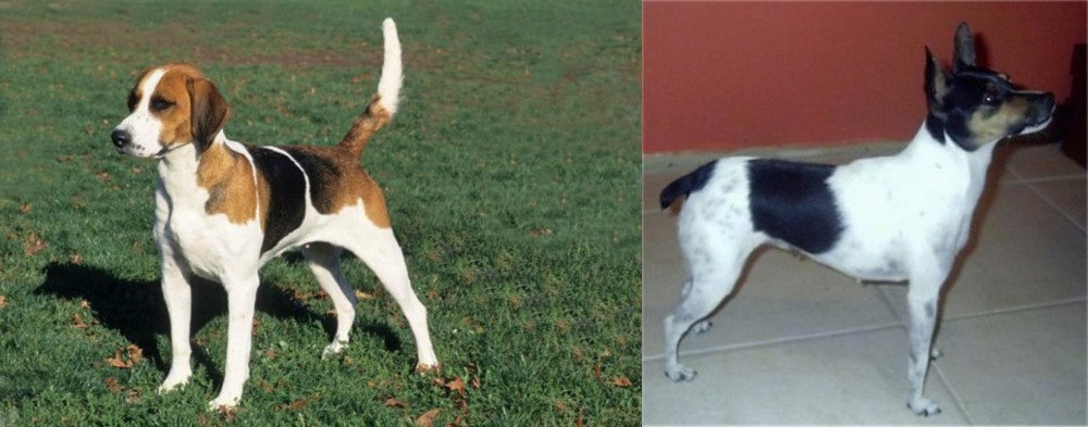 Miniature Fox Terrier vs English Foxhound - Breed Comparison