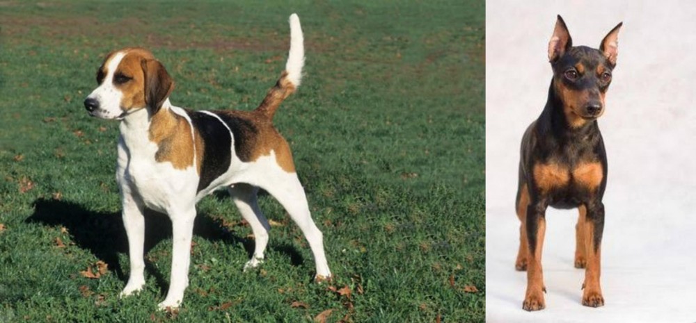 Miniature Pinscher vs English Foxhound - Breed Comparison