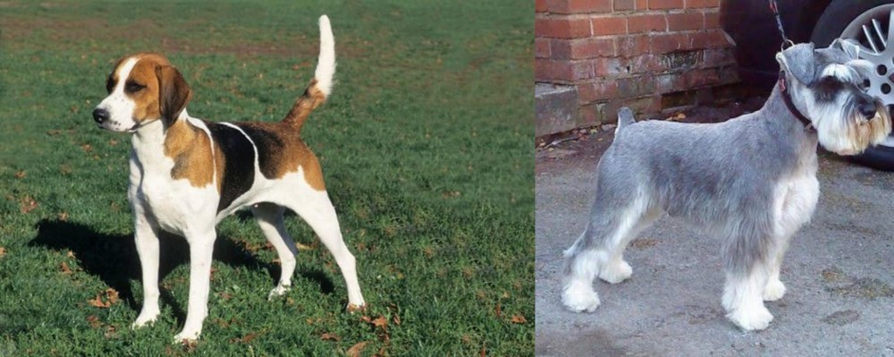 Miniature Schnauzer vs English Foxhound - Breed Comparison
