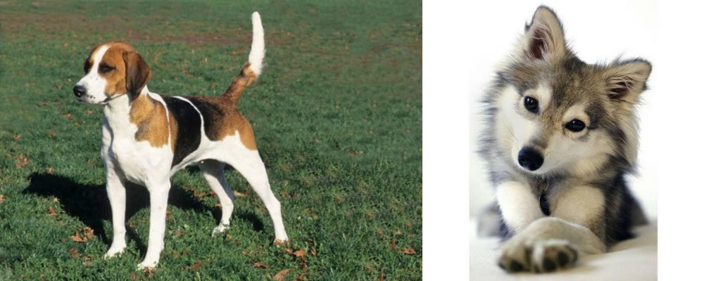 Miniature Siberian Husky vs English Foxhound - Breed Comparison