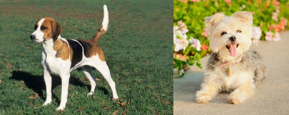 Morkie vs English Foxhound - Breed Comparison