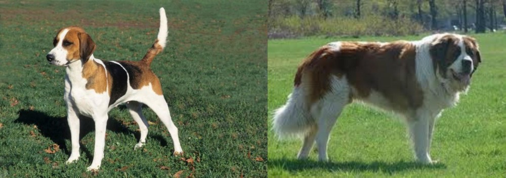 Moscow Watchdog vs English Foxhound - Breed Comparison