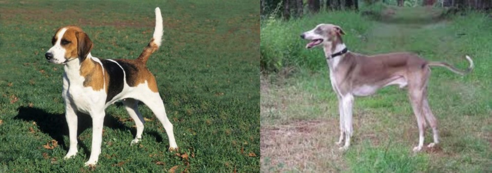 Mudhol Hound vs English Foxhound - Breed Comparison