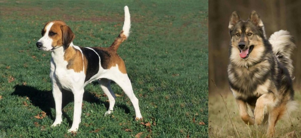 Native American Indian Dog vs English Foxhound - Breed Comparison