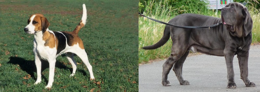 Neapolitan Mastiff vs English Foxhound - Breed Comparison