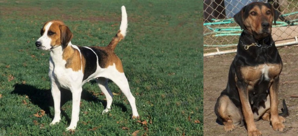 New Zealand Huntaway vs English Foxhound - Breed Comparison