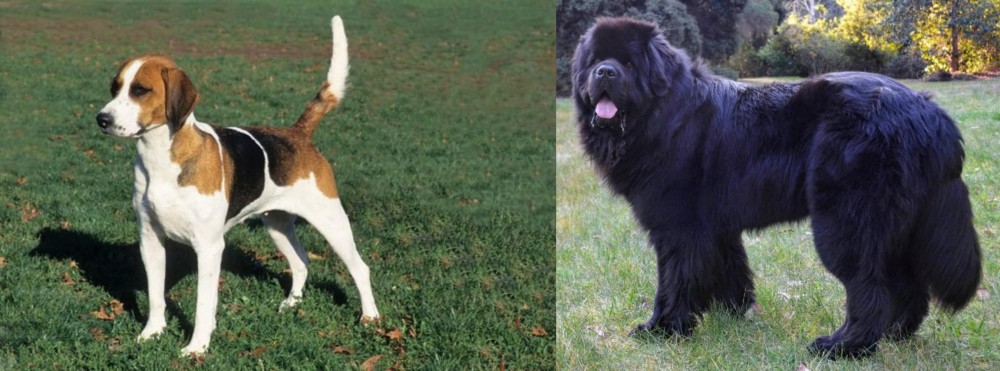 Newfoundland Dog vs English Foxhound - Breed Comparison