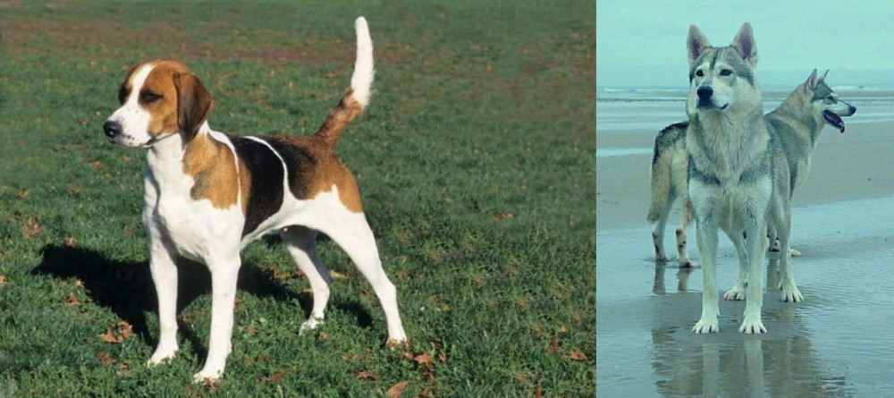 Northern Inuit Dog vs English Foxhound - Breed Comparison
