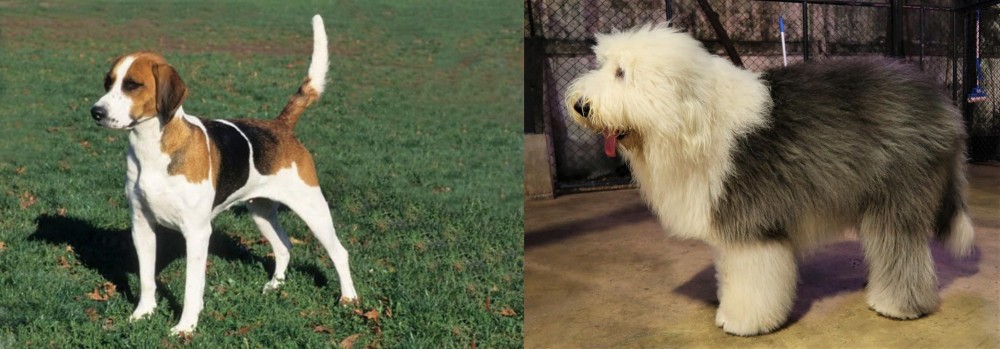 Old English Sheepdog vs English Foxhound - Breed Comparison