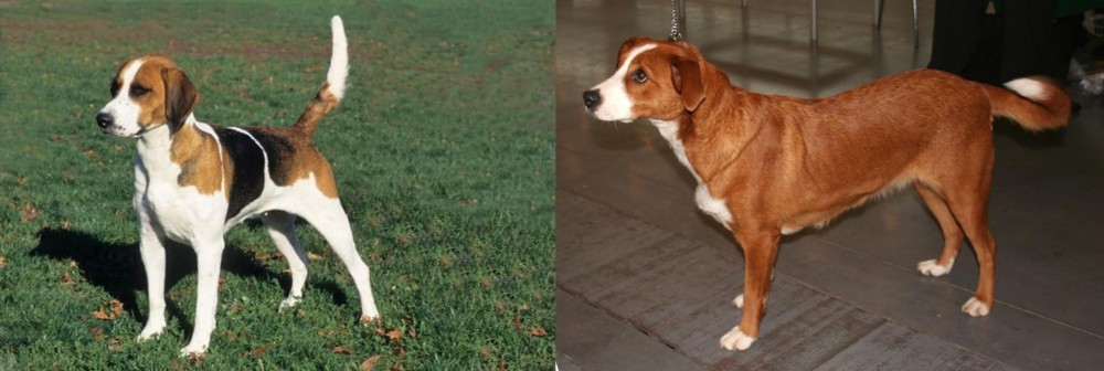 Osterreichischer Kurzhaariger Pinscher vs English Foxhound - Breed Comparison