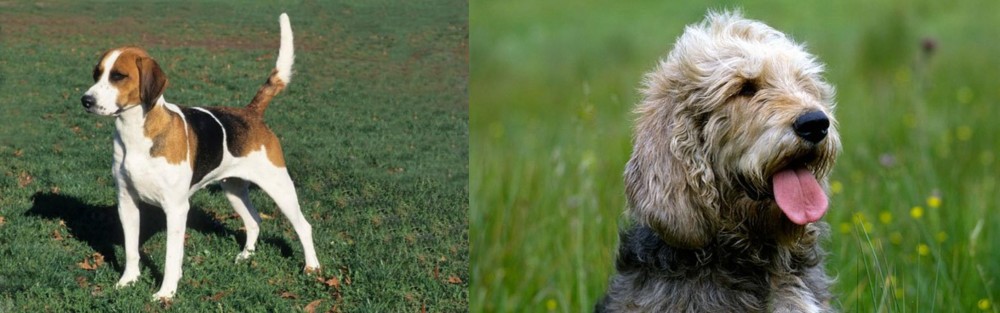 Otterhound vs English Foxhound - Breed Comparison