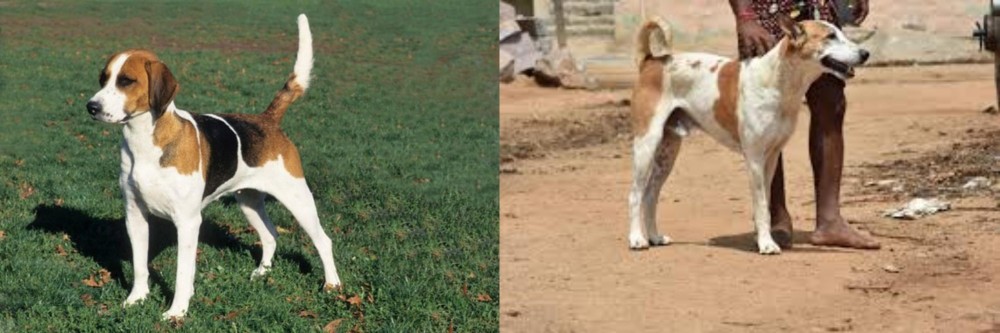 Pandikona vs English Foxhound - Breed Comparison