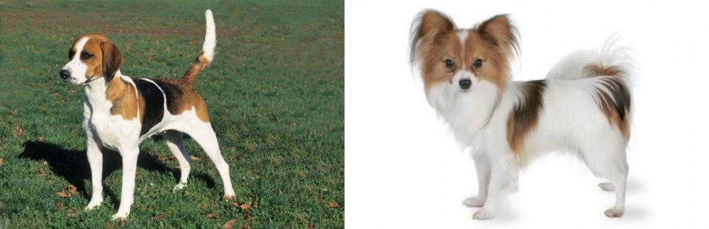 Papillon vs English Foxhound - Breed Comparison