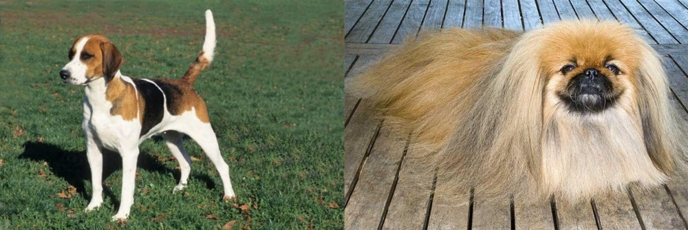 Pekingese vs English Foxhound - Breed Comparison