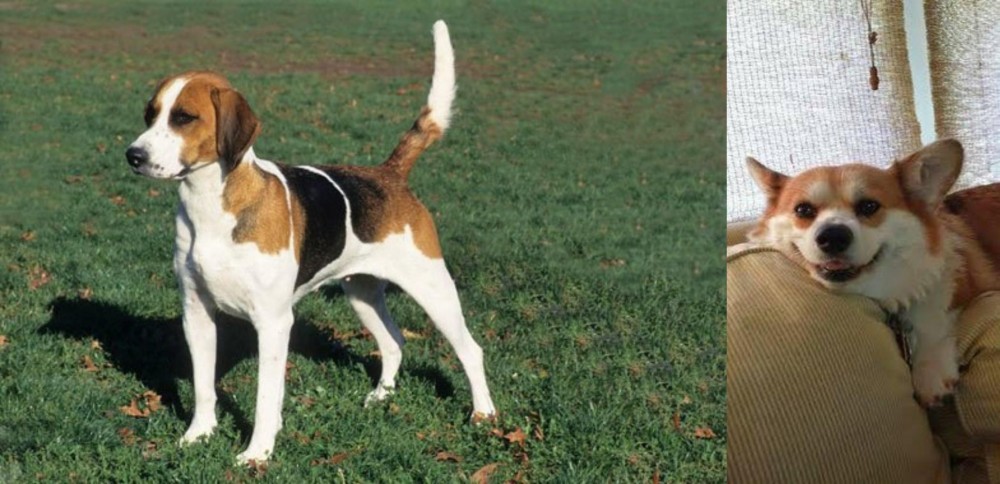 Pembroke Welsh Corgi vs English Foxhound - Breed Comparison