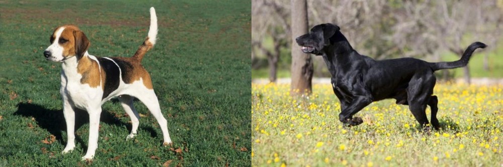Perro de Pastor Mallorquin vs English Foxhound - Breed Comparison