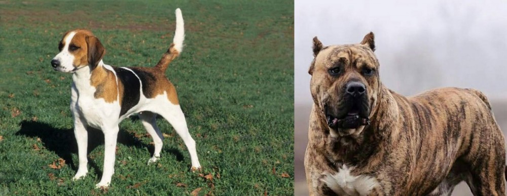 Perro de Presa Canario vs English Foxhound - Breed Comparison