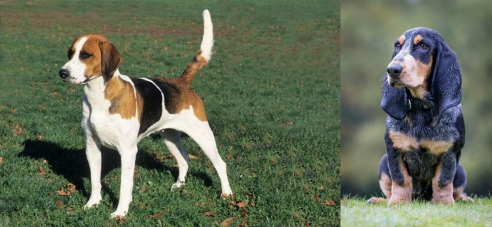Petit Bleu de Gascogne vs English Foxhound - Breed Comparison