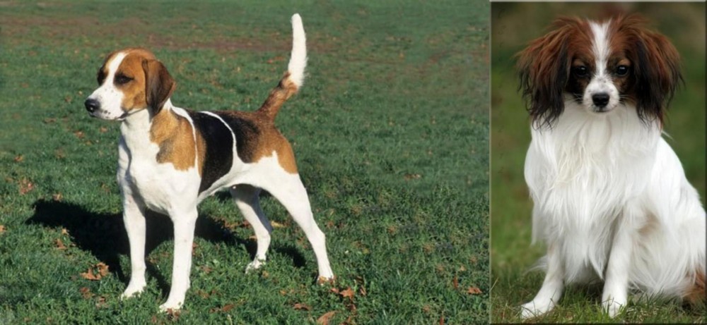 Phalene vs English Foxhound - Breed Comparison