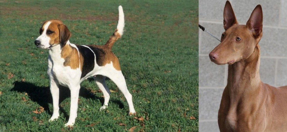 Pharaoh Hound vs English Foxhound - Breed Comparison