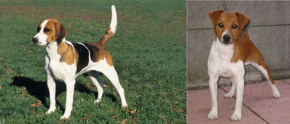 Plummer Terrier vs English Foxhound - Breed Comparison