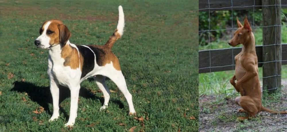 Podenco Andaluz vs English Foxhound - Breed Comparison
