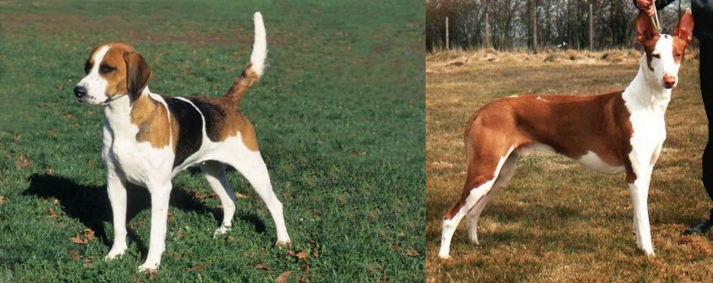 Podenco Canario vs English Foxhound - Breed Comparison