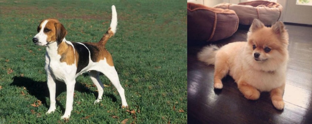 Pomeranian vs English Foxhound - Breed Comparison