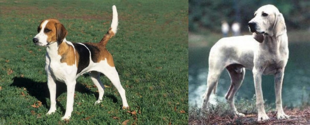 Porcelaine vs English Foxhound - Breed Comparison