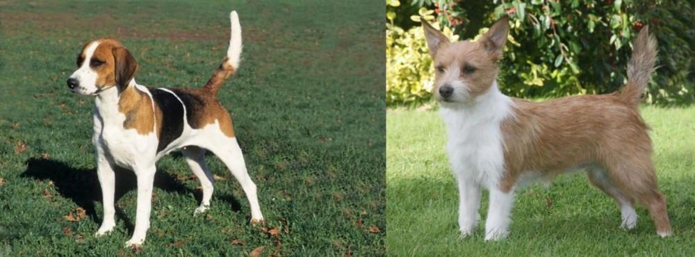 Portuguese Podengo vs English Foxhound - Breed Comparison