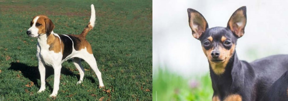 Prazsky Krysarik vs English Foxhound - Breed Comparison