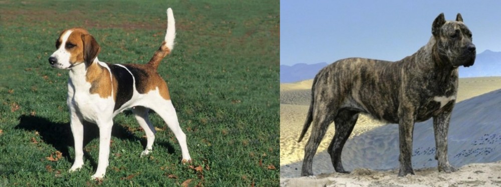 Presa Canario vs English Foxhound - Breed Comparison