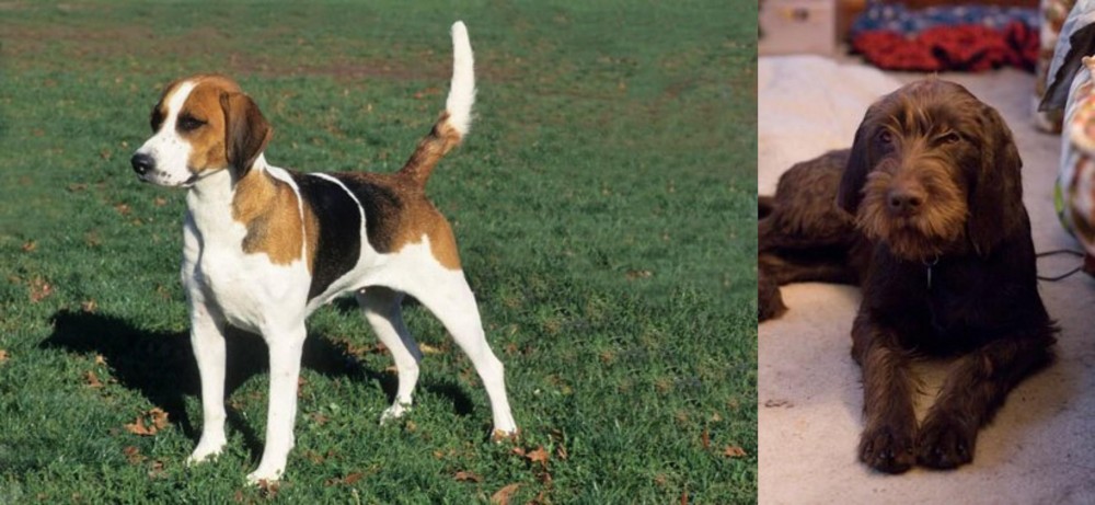 Pudelpointer vs English Foxhound - Breed Comparison