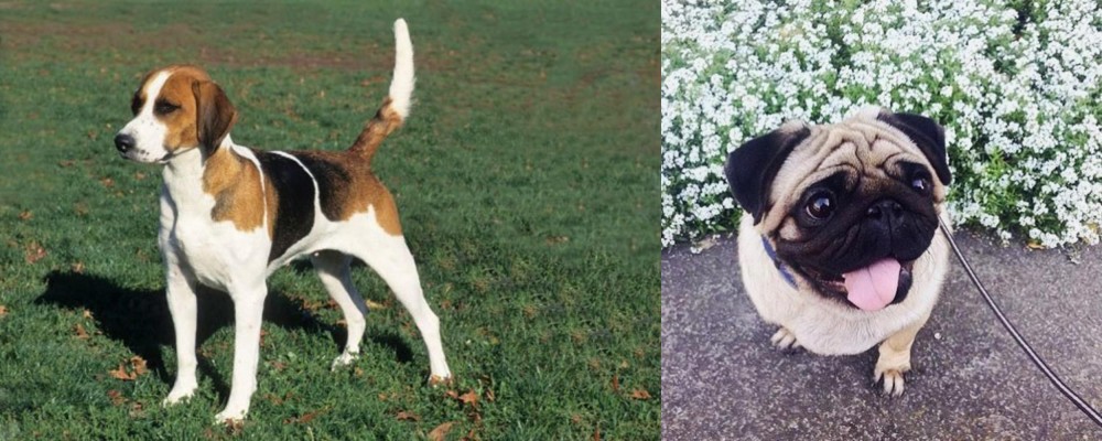 Pug vs English Foxhound - Breed Comparison