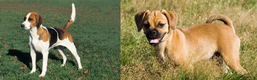 Puggle vs English Foxhound - Breed Comparison