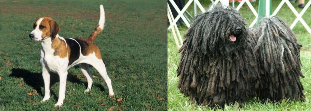 Puli vs English Foxhound - Breed Comparison