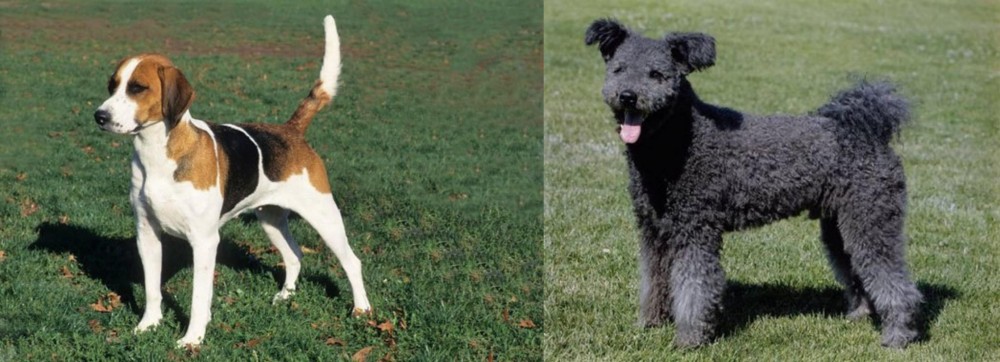 Pumi vs English Foxhound - Breed Comparison