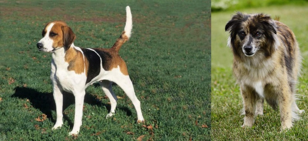 Pyrenean Shepherd vs English Foxhound - Breed Comparison