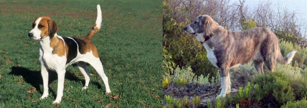 Rafeiro do Alentejo vs English Foxhound - Breed Comparison